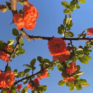 张柏芝08年的照片大全
